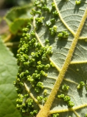 Aceria guazumae