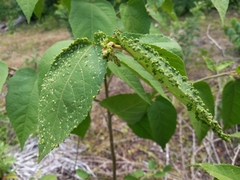 Aceria guazumae