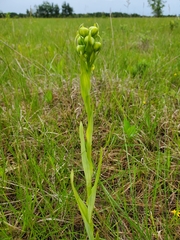Platanthera praeclara