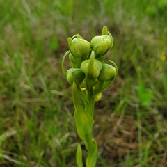 Platanthera praeclara