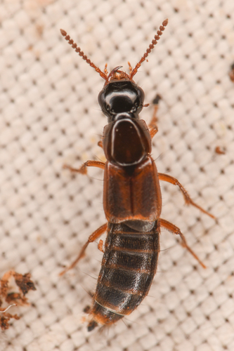 Quedionuchus plagiatus