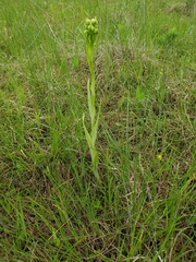 Platanthera praeclara