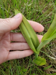 Platanthera praeclara