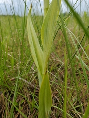 Platanthera praeclara