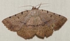 Spiloloma lunilinea