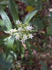 Asclepias nivea