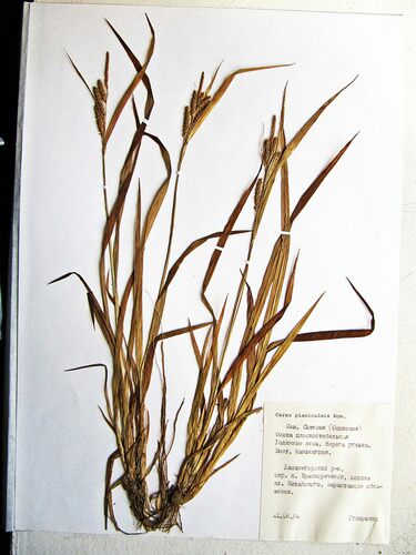 Carex planiculmis iNat (3)