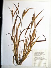 Carex planiculmis