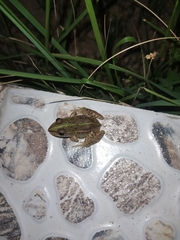 Pelophylax nigromaculatus