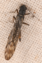 Zapada