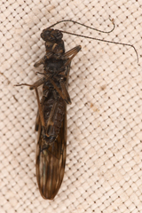 Zapada