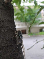 Hyalessa maculaticollis