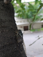 Hyalessa maculaticollis