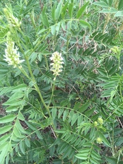 Glycyrrhiza lepidota