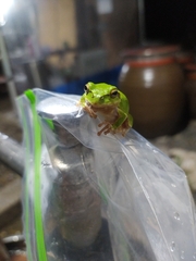 Hyla japonica