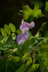 Lathyrus pauciflorus