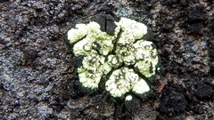 Arthrorhaphis alpina