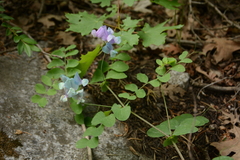 Lathyrus pauciflorus