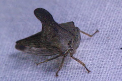 Glossonotus acuminatus