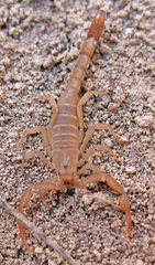 Serradigitus