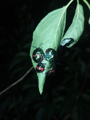 Poecilocoris splendidulus