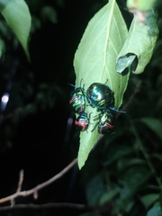 Poecilocoris splendidulus