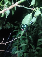 Poecilocoris splendidulus