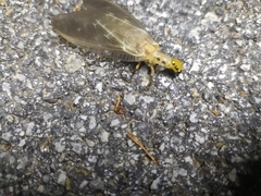 Protohermes xanthodes