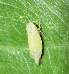 Diplocolenus