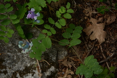 Lathyrus pauciflorus