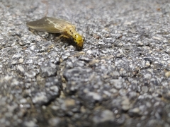 Protohermes xanthodes