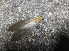 Protohermes xanthodes