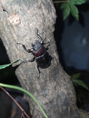 Lucanus maculifemoratus dybowskyi