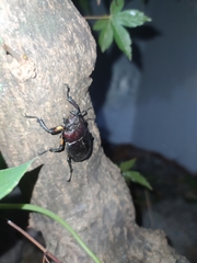 Lucanus maculifemoratus dybowskyi
