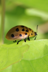 Chelymorpha cassidea