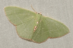 Nemoria lixaria
