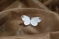 Dismorphiinae