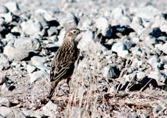 Anthus spragueii