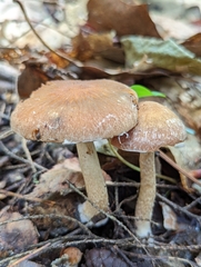 Psathyrella rugocephala
