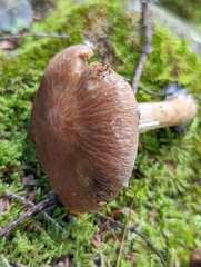 Psathyrella rugocephala