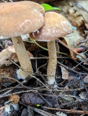 Psathyrella rugocephala