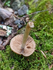 Psathyrella rugocephala