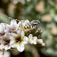 Perdita heliotropii