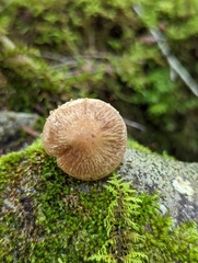 Psathyrella rugocephala