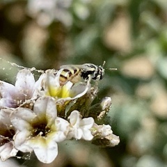 Perdita heliotropii