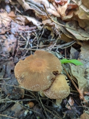 Psathyrella rugocephala