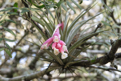 Tillandsia recurvifolia