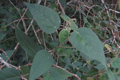 Croton lachnostachyus
