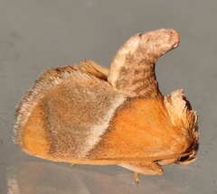 Apoda rectilinea