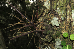 Gleditsia amorphoides